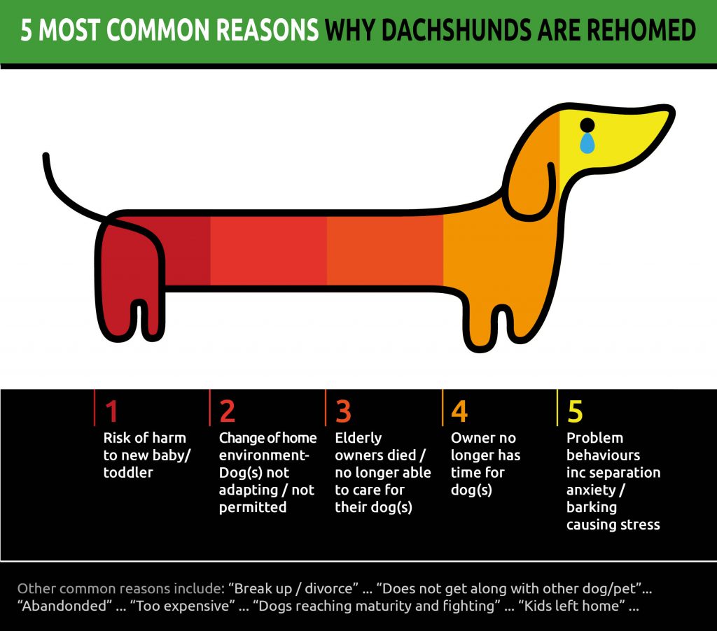 Home - Dachshunds For Sale - Australia