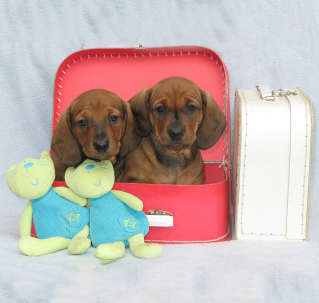 home of dachshund puppies